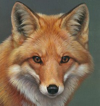 0067-red-fox